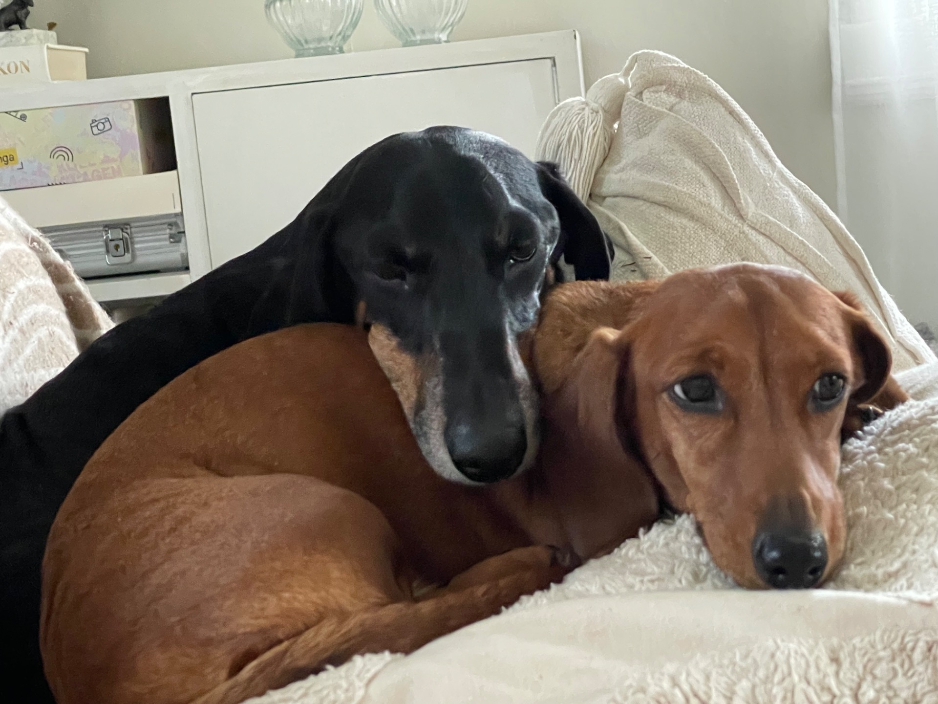 Balthazar & Nelly 